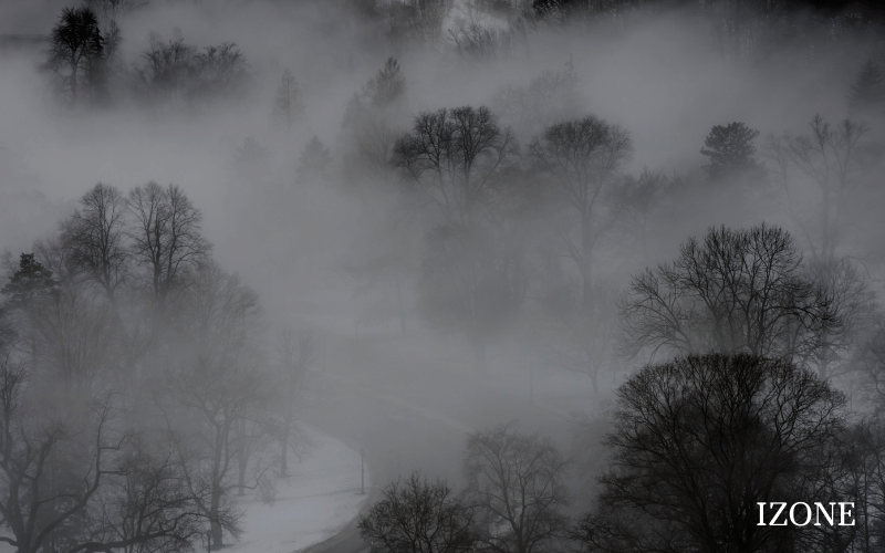 This is an image of a foggy forest