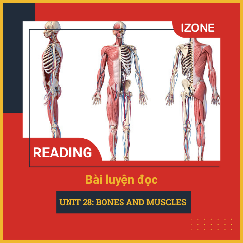 Oxford Read & Discover – Unit 28: Bones and Muscles
