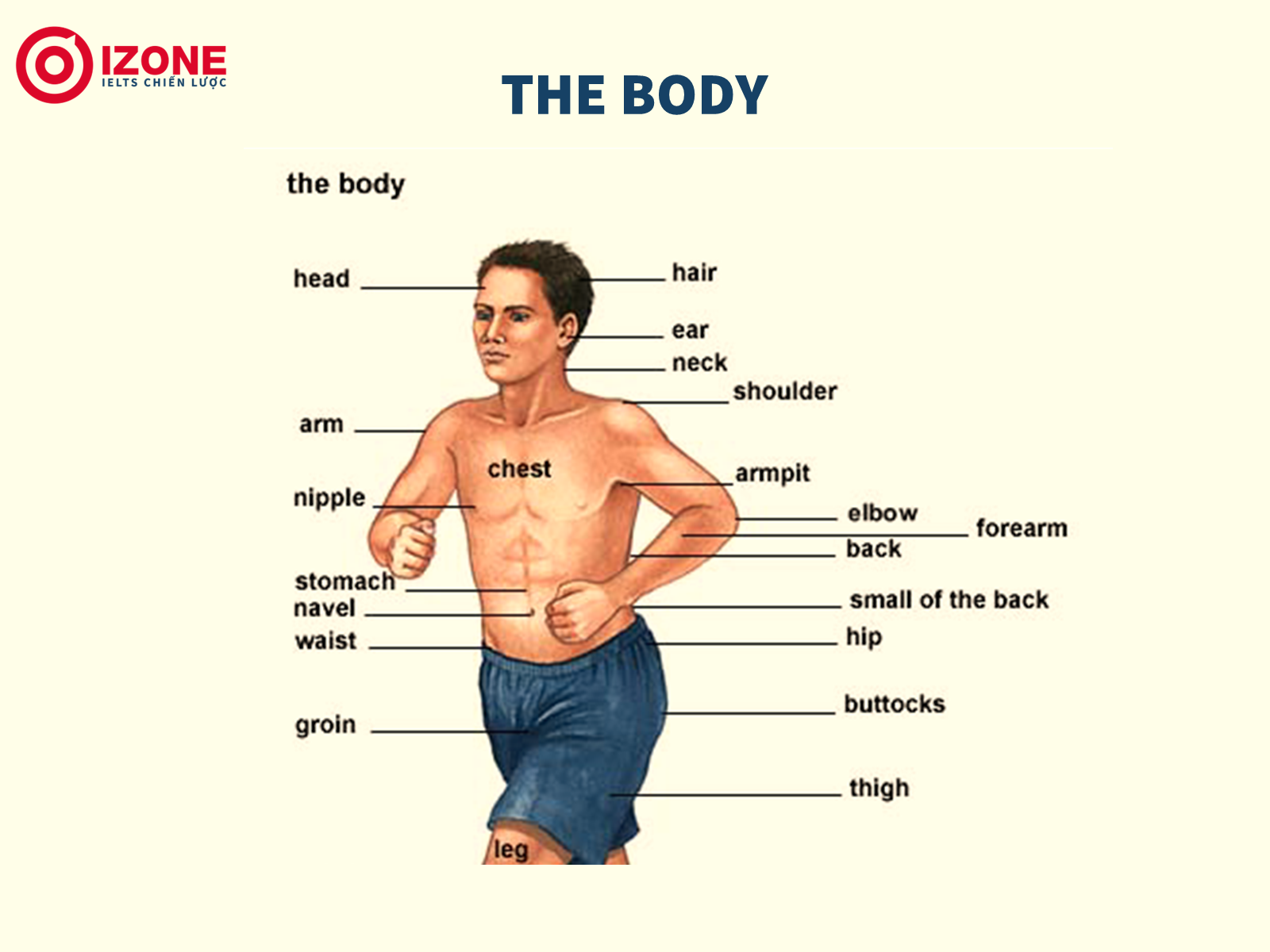 Bộ phận cơ thể tiếng Anh