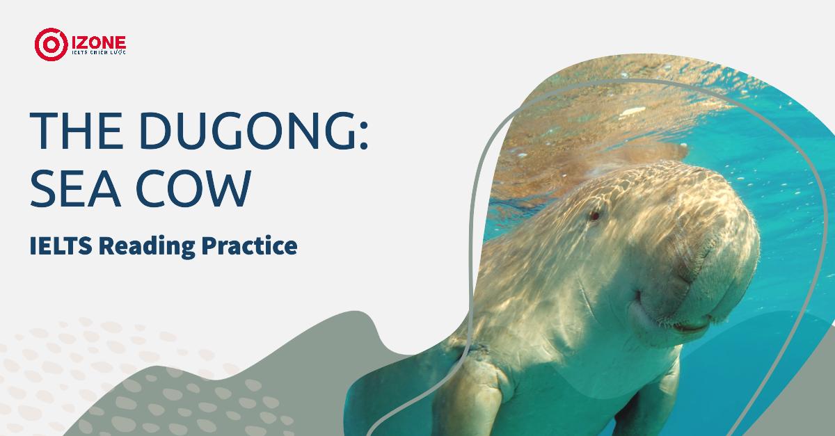 IELTS reading practice the dugong sea cow