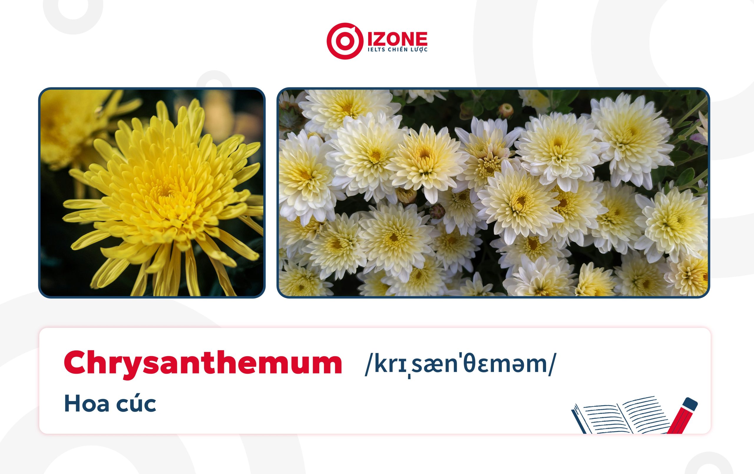 Ví dụ minh họa về các loài hoa tiếng Anh: Hoa cúc là Chrysanthemum
