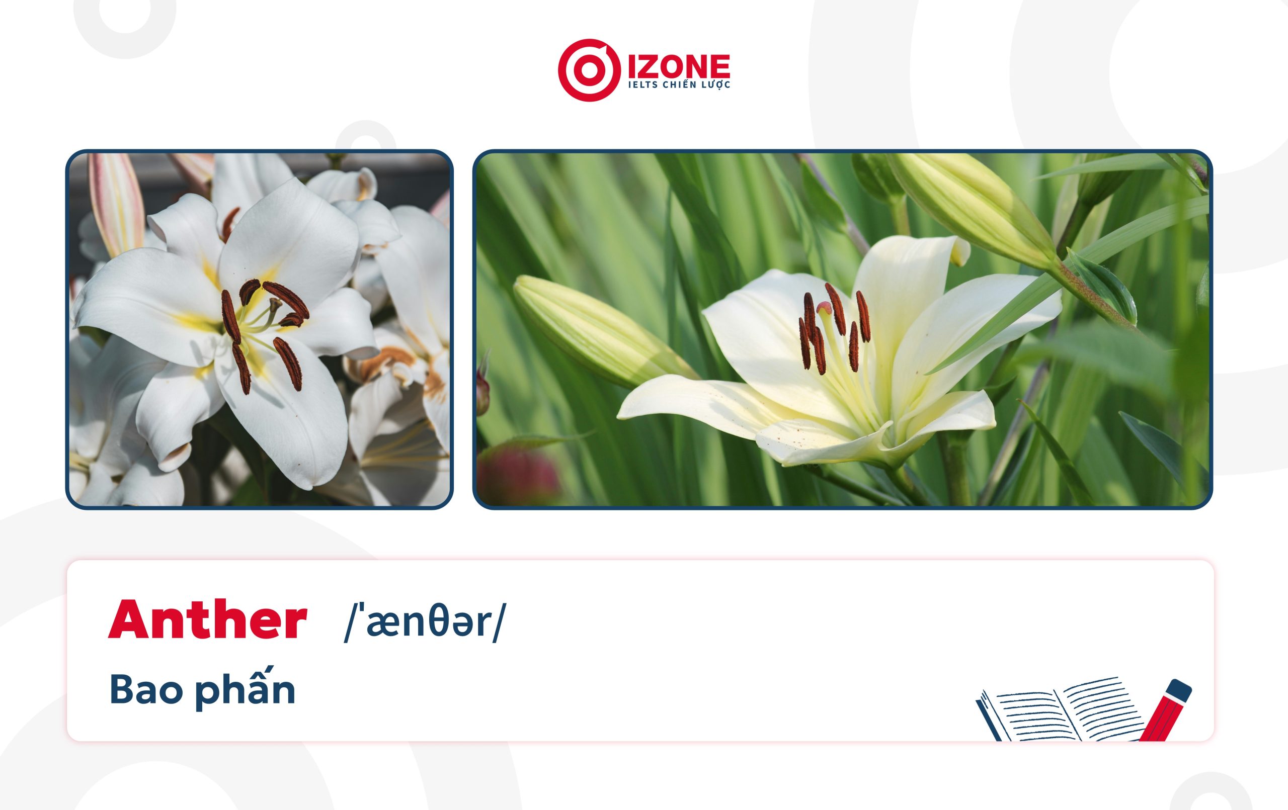 Trong tiếng Anh, bao phấn là Anther