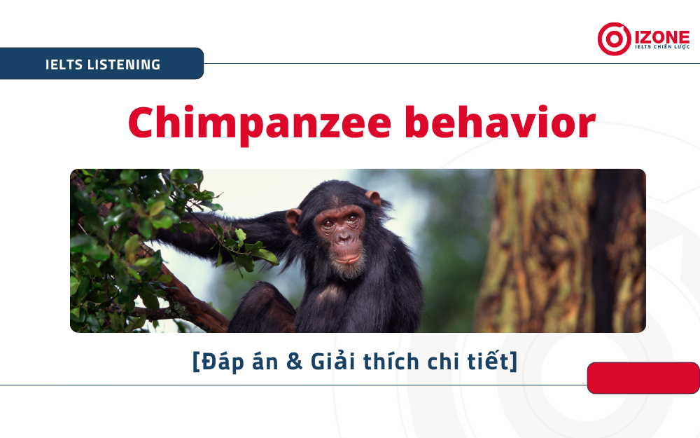 Chimpanzee behavior IELTS Listening