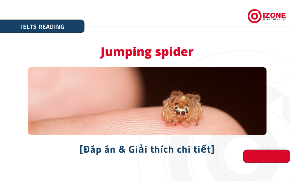 Jumping spider IELTS Reading
