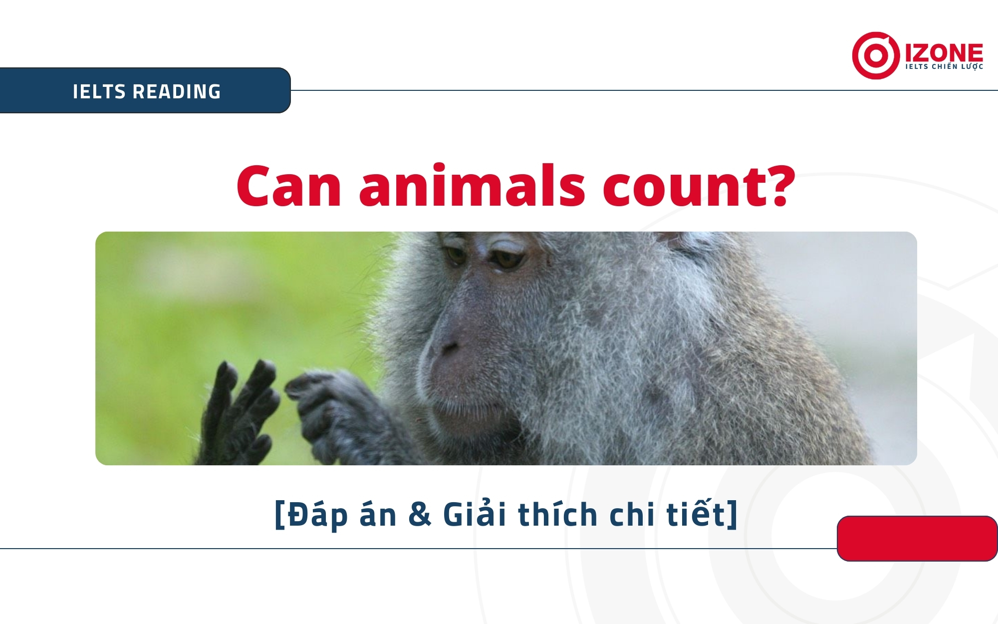Can animals count Reading Answer