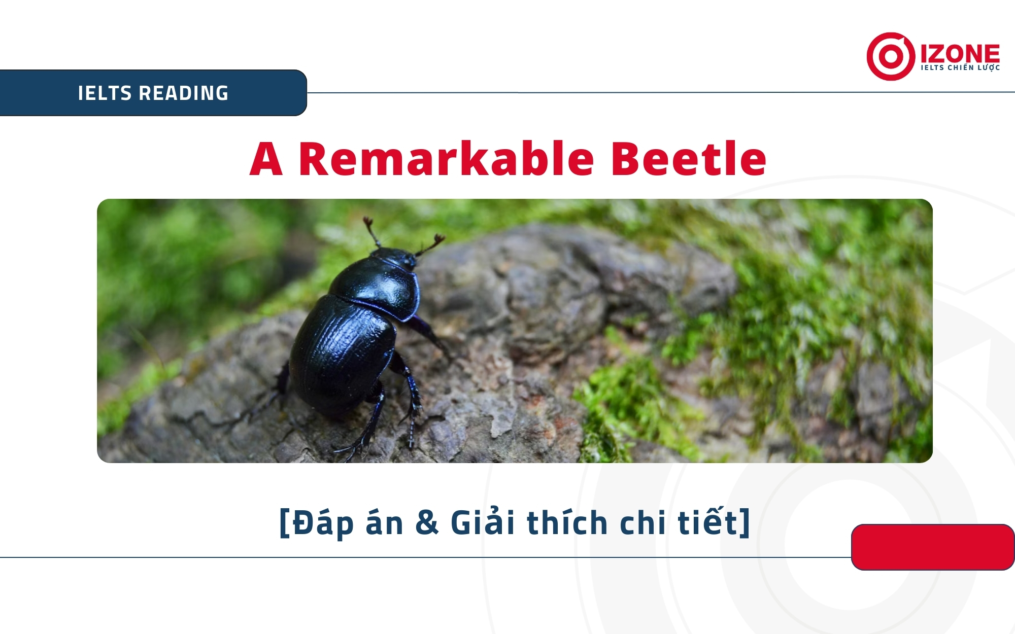 a remarkable beetle