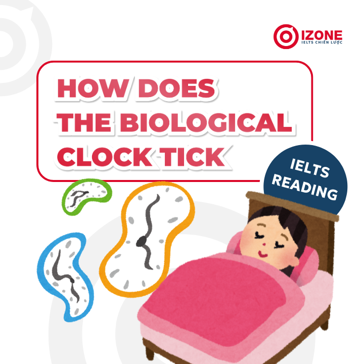 Đáp án & Giải chi tiết How Does The Biological Clock Tick IELTS Reading