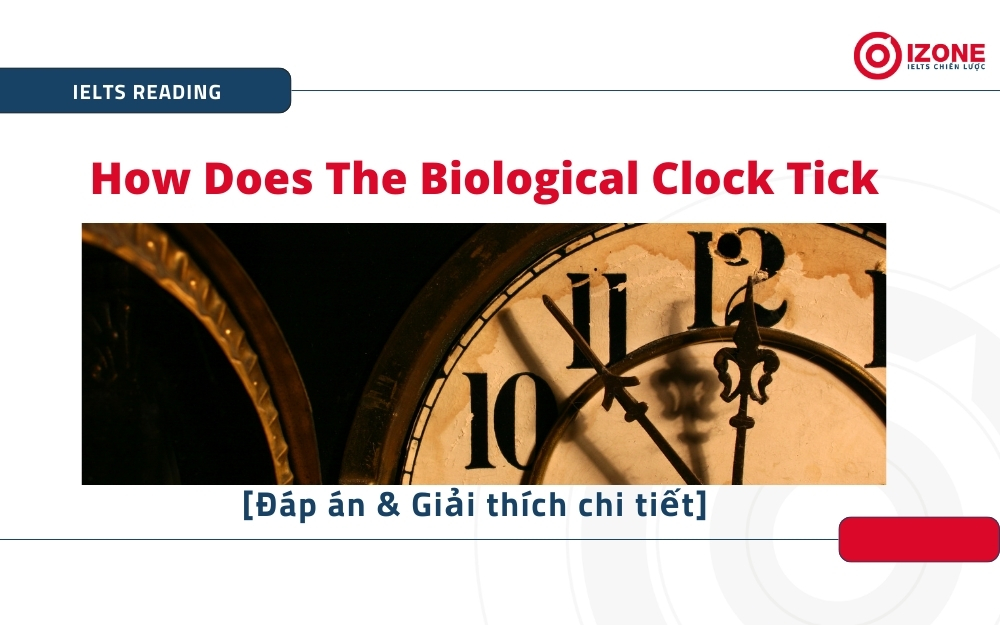 How Does The Biological Clock Tick IELTS Reading