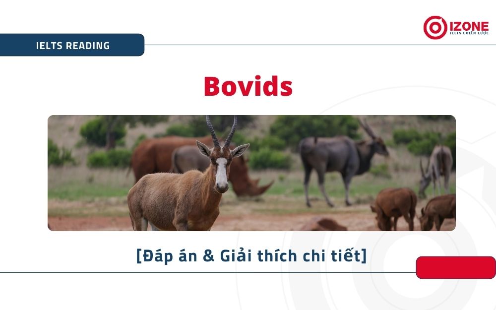 Bovids IELTS Reading answers