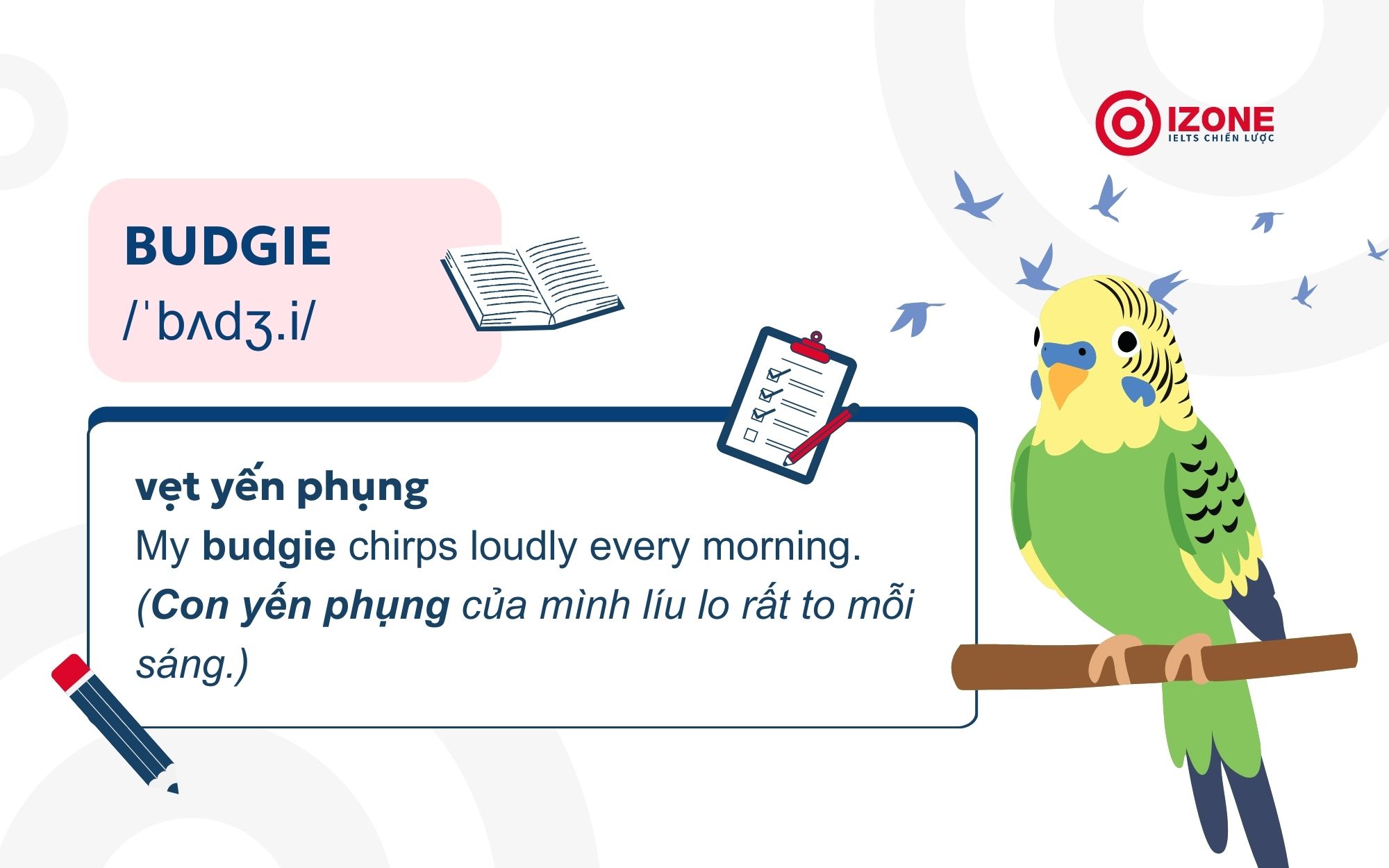 Vẹt Yến Phụng tiếng Anh là Budgie