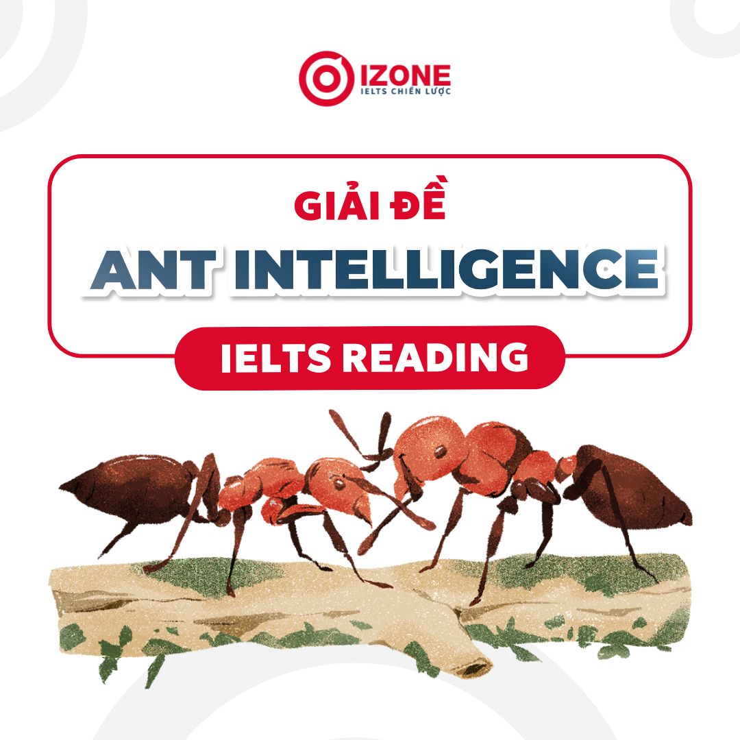 Đáp án và Giải chi tiết Ant Intelligence IELTS Reading